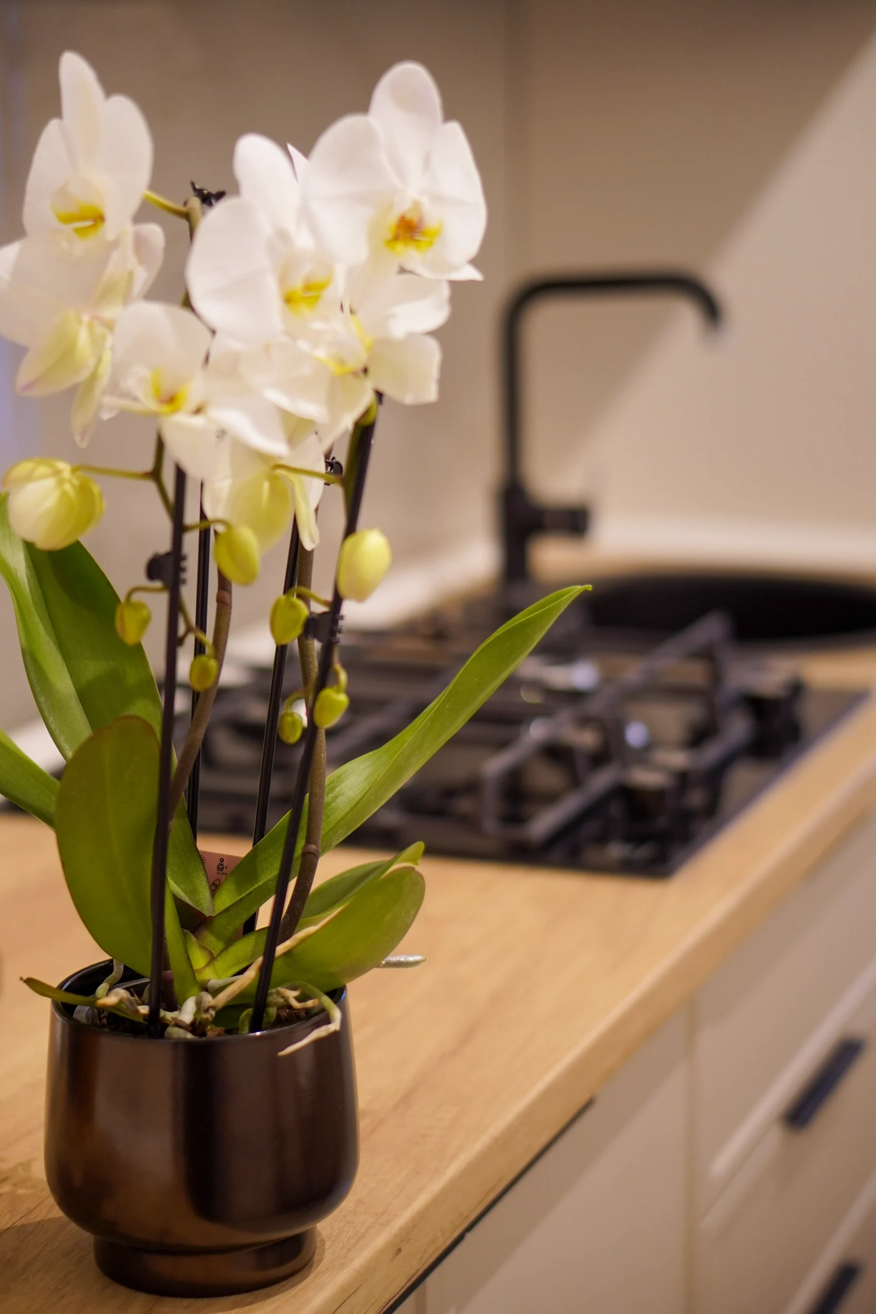 Showroom Contemporan Homes - imaginea 6
